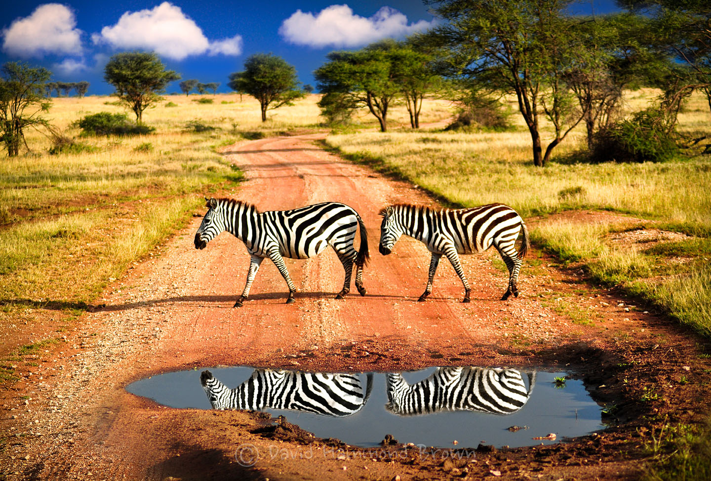 David Hammond Brown Photography - African Zebra