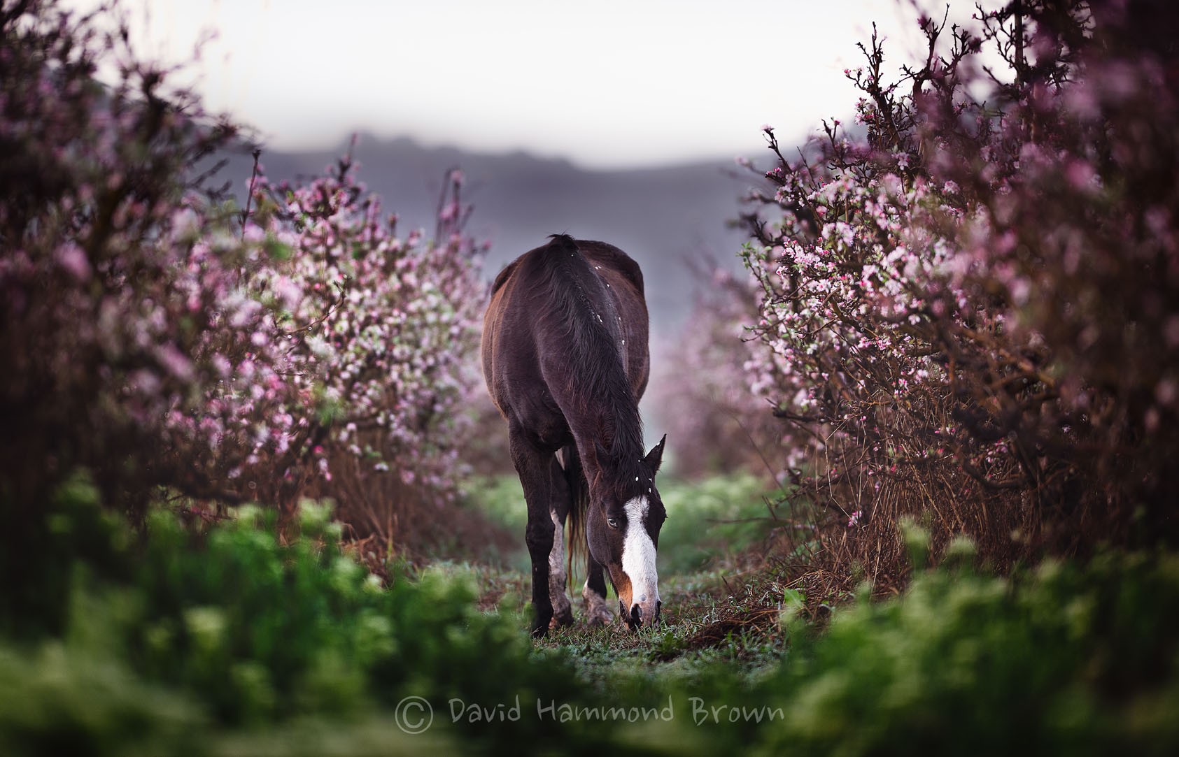 David Hammond Brown Photography - Avila Creek Farms
