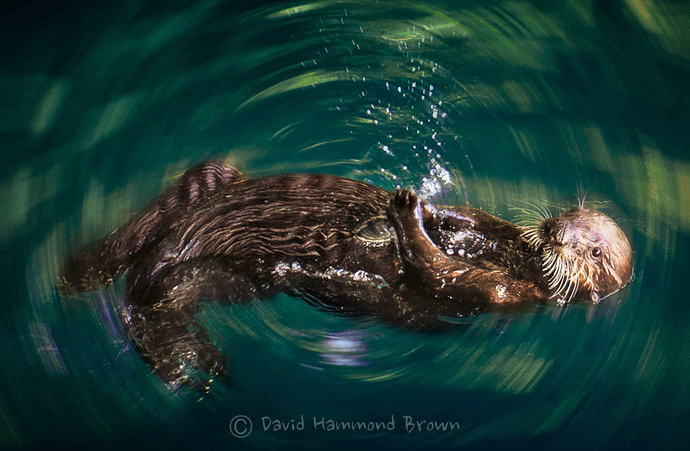 David Hammond Brown Photography - Hartford Otter