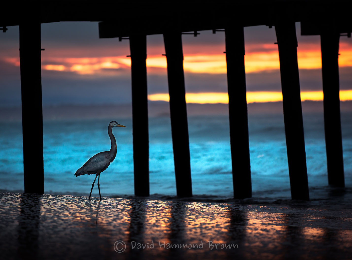 David Hammond Brown Photography - Heron Sunrise