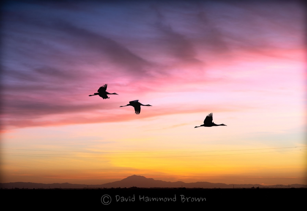 David Hammond Brown Photography - Sunset Flight