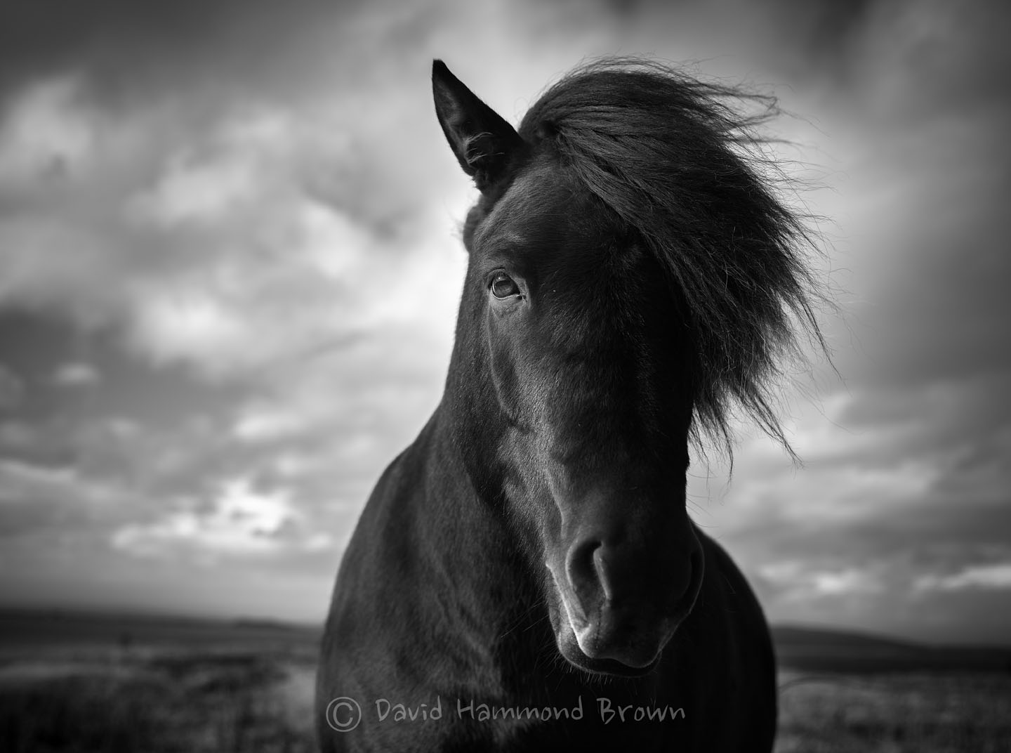 David Hammond Brown Photography - Black Horse