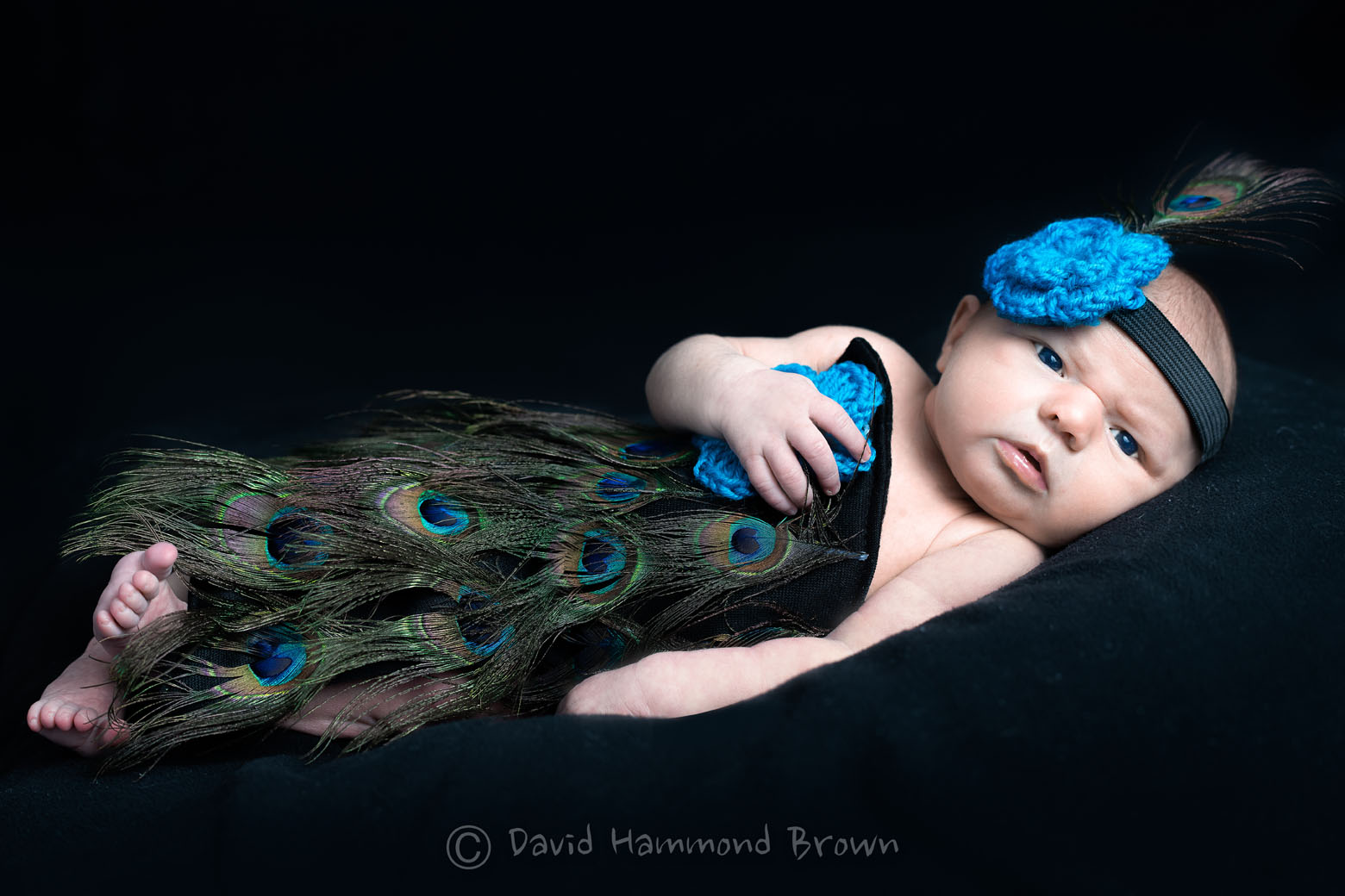 David Hammond Brown Photography - Little Peacock