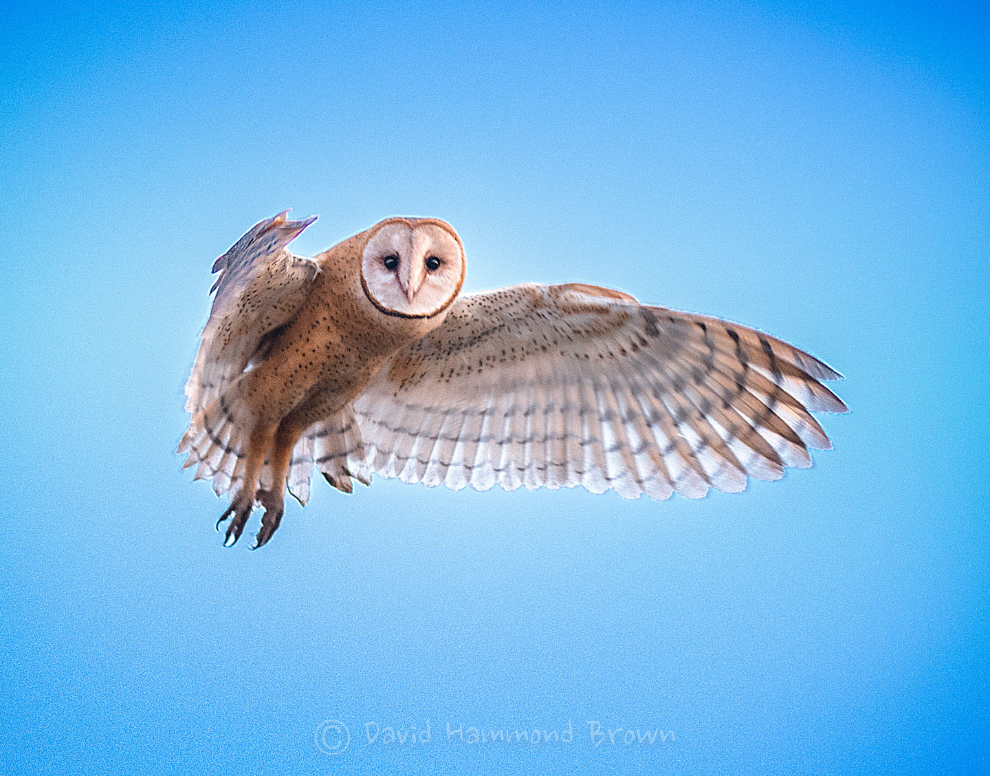 David Hammond Brown Photography - Vineyard Owl