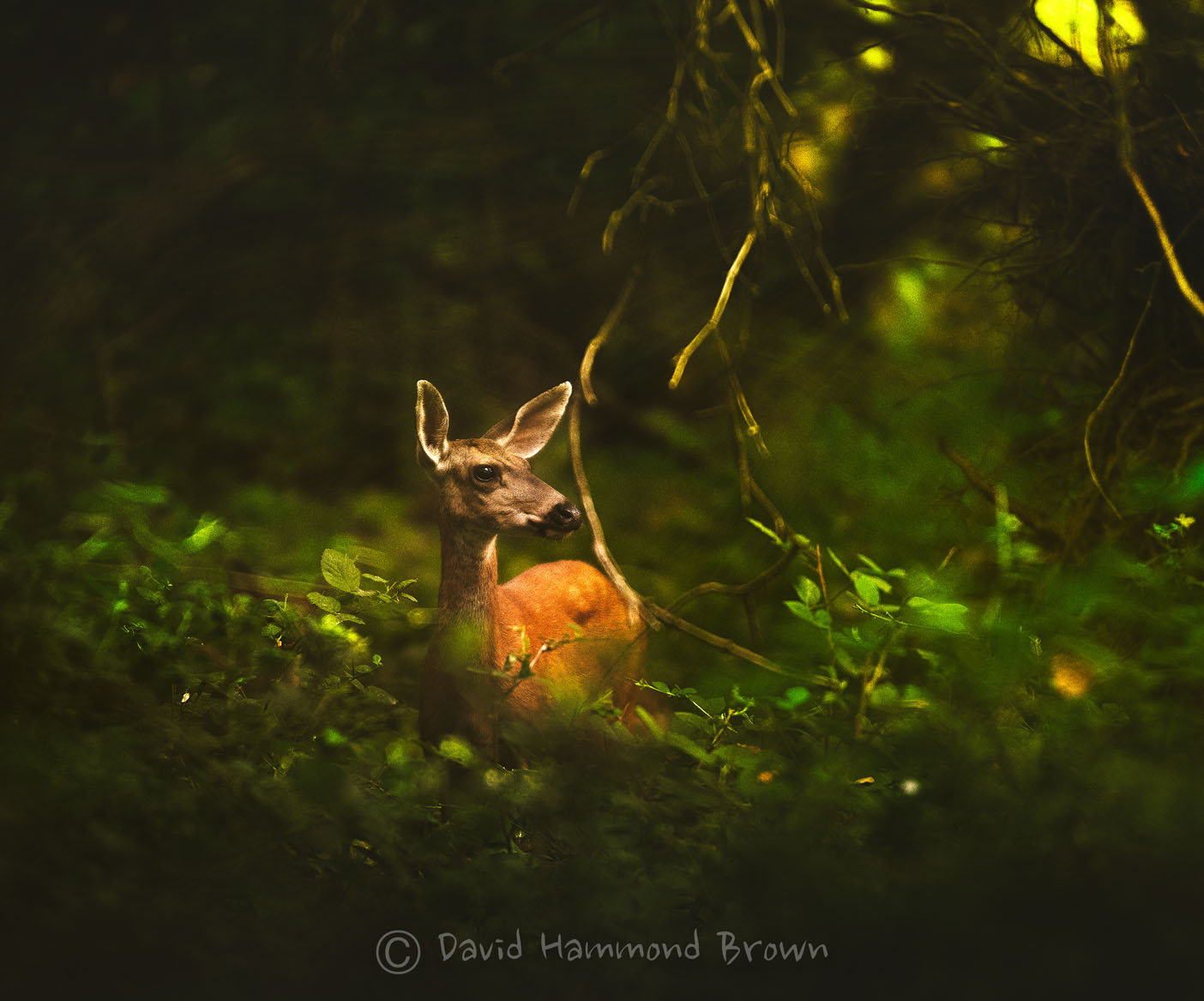 David Hammond Brown Photography - Warm Deer